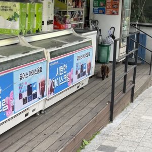 고양이 주인을 찾습니다 샴 서울특별시 강북구