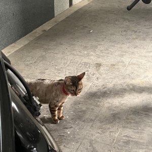 고양이 주인을 찾습니다 벵갈캣 서울특별시 마포구