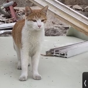 고양이를 찾습니다 코리아쇼트헤어 서울특별시 도봉구