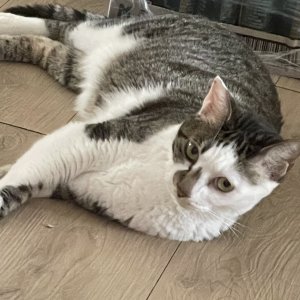 고양이 실종 기타묘종 서울특별시 양천구