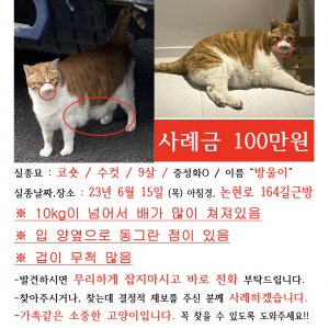 고양이 실종 코리아쇼트헤어 서울특별시 강남구