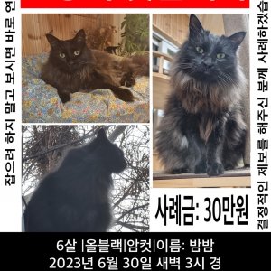 고양이를 찾습니다 기타묘종 인천광역시 서구