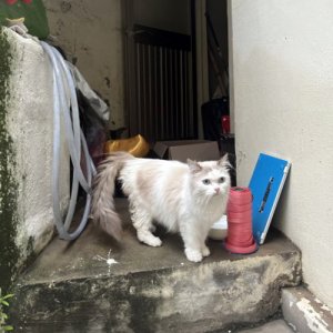 고양이 주인을 찾습니다 래그돌 부산광역시 해운대구