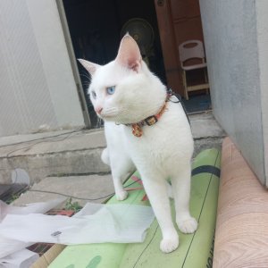 고양이 실종 기타묘종 대전광역시 동구