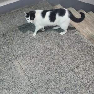 고양이 주인을 찾습니다 기타묘종 인천광역시 동구