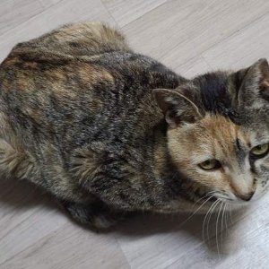 고양이를 찾습니다 코리아쇼트헤어 대전광역시 서구