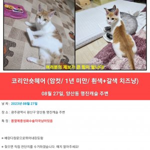 고양이를 찾습니다 코리아쇼트헤어 광주광역시 북구