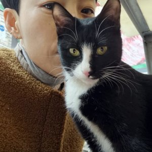 고양이를 찾습니다 코리아쇼트헤어 대구광역시 남구