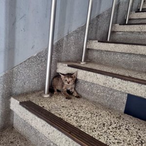 고양이 목격 기타묘종 부산광역시 해운대구