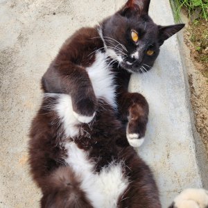 고양이를 찾습니다 코리아쇼트헤어 부산광역시 기장군