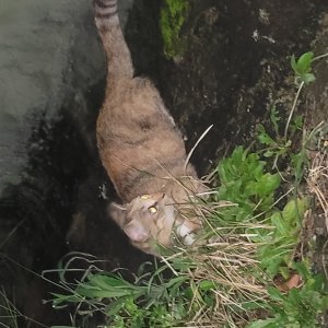 고양이 목격 기타묘종 부산광역시 해운대구
