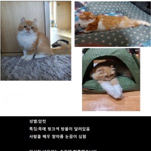 고양이 실종 기타묘종 서울특별시 광진구