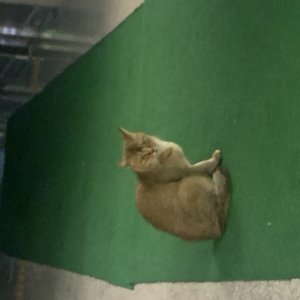 고양이 목격 기타묘종 인천광역시 부평구