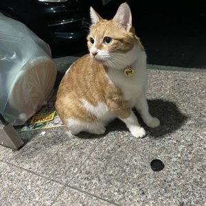 고양이 주인을 찾습니다 기타묘종 서울특별시 강북구