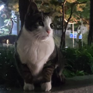 고양이를 찾습니다 코리아쇼트헤어 서울특별시 송파구