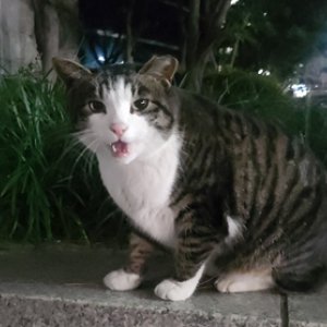 고양이를 찾습니다 코리아쇼트헤어 서울특별시 송파구