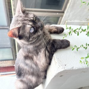 고양이를 찾습니다 기타묘종 인천광역시 서구
