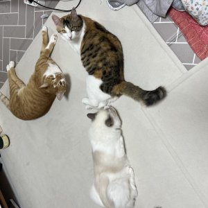 고양이를 찾습니다 코리아쇼트헤어 인천광역시 연수구