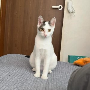 고양이를 찾습니다 코리아쇼트헤어 대전광역시 동구