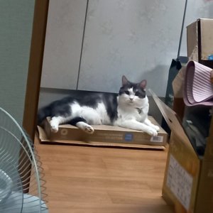 고양이 실종 브리티시쇼트헤어 대구광역시 동구