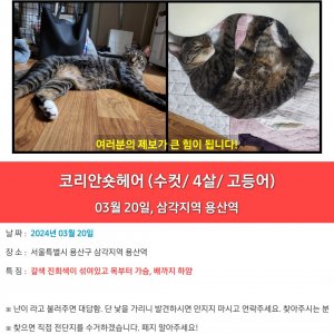 고양이 실종 코리아쇼트헤어 서울특별시 용산구