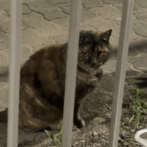 고양이 주인을 찾습니다 기타묘종 대전광역시 유성구