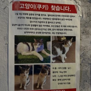 고양이 주인을 찾습니다 코리아쇼트헤어 서울특별시 마포구
