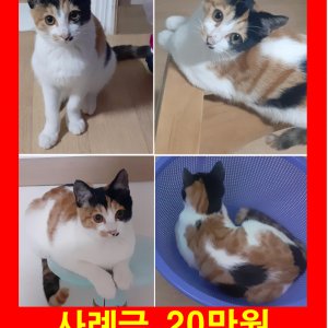 고양이를 찾습니다 코리아쇼트헤어 대전광역시 중구