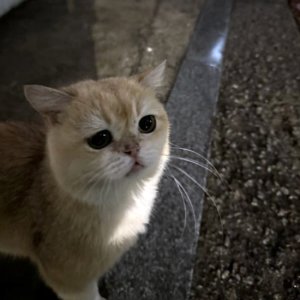 고양이 주인을 찾습니다 기타묘종 서울특별시 마포구