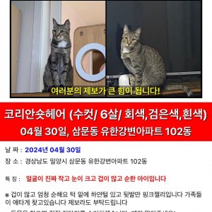 고양이를 찾습니다 고양이 전단지