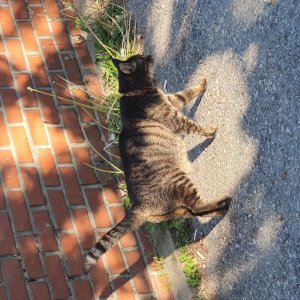 고양이 주인을 찾습니다 고양이 전단지