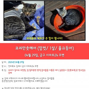 고양이 실종 코리아쇼트헤어 전라북도 김제시