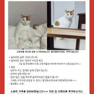 고양이 실종 코리아쇼트헤어 전라남도 담양군