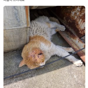 고양이 주인을 찾습니다 코리아쇼트헤어 울산광역시 동구