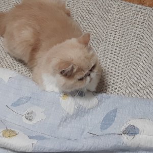 고양이를 찾습니다 고양이 전단지