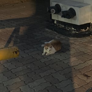 고양이 주인을 찾습니다 고양이 전단지