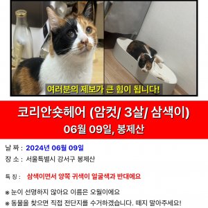 고양이 실종 코리아쇼트헤어 서울특별시 강서구