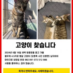고양이 실종 벵갈캣 인천광역시 계양구