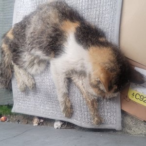고양이 구조 기타묘종 서울특별시 용산구