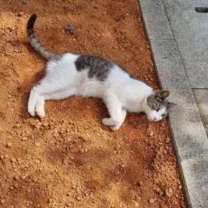 고양이 실종 기타묘종 대구광역시 수성구
