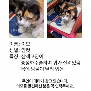 고양이 실종 코리아쇼트헤어 인천광역시 중구
