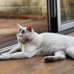 고양이를 찾습니다 고양이 전단지