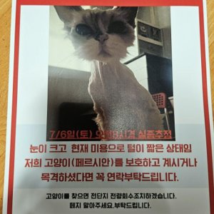 고양이 실종 페르시안 서울특별시 광진구