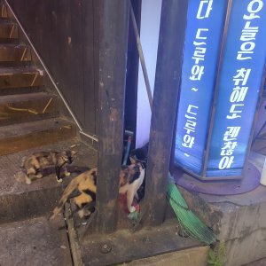 고양이 주인을 찾습니다 코리아쇼트헤어 서울특별시 관악구