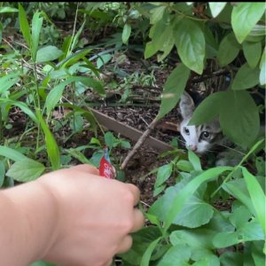 고양이 주인을 찾습니다 고양이 전단지