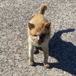 고양이 주인을 찾습니다 기타묘종 전라남도 고흥군