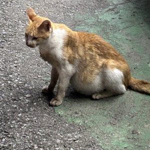 고양이 구조 코리아쇼트헤어 경기도 이천시