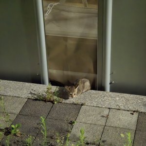 고양이 구조 기타묘종 경기도 수원시 영통구