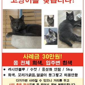 고양이 실종 러시안블루 경상남도 김해시