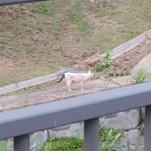 고양이 목격 기타묘종 경기도 오산시